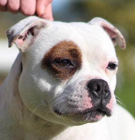 Staffordshire Bull Terrier for sale by HEADFORCE