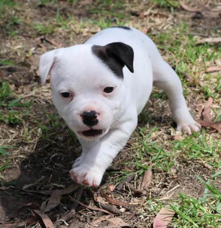 Staffordshire Bull Terrier for sale by HEADFORCE