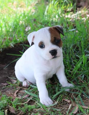 Staffordshire Bull Terrier for sale by HEADFORCE