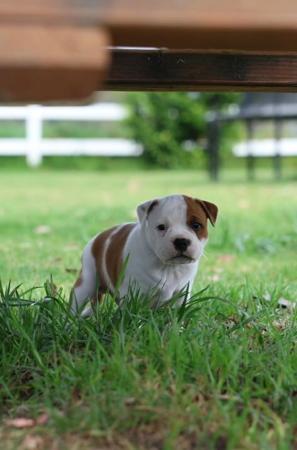Staffordshire Bull Terrier for sale by HEADFORCE