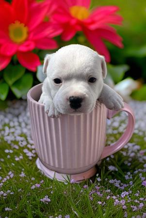 Staffordshire Bull Terrier for sale by HEADFORCE