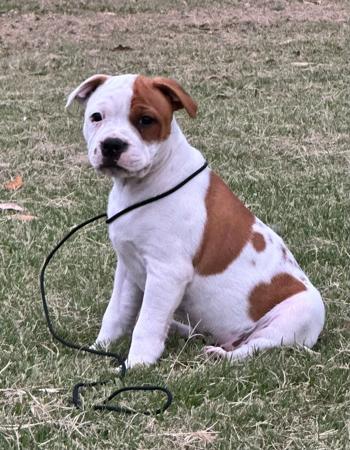 Staffordshire Bull Terrier for sale by HEADFORCE