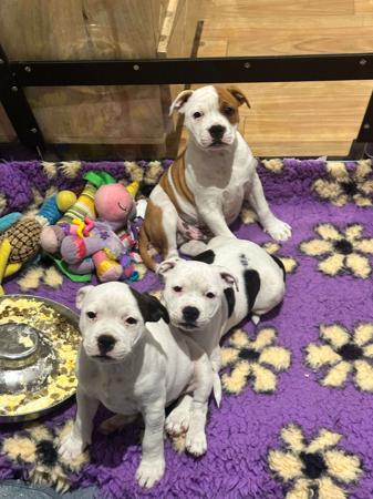 Staffordshire Bull Terrier for sale by HEADFORCE