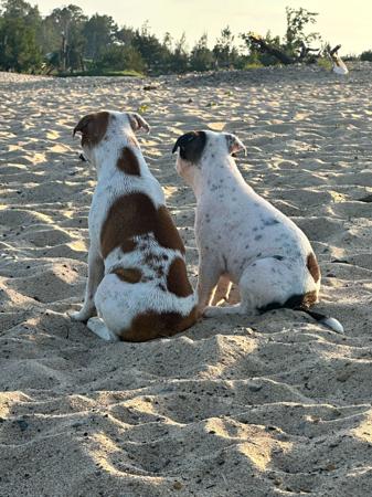 Staffordshire Bull Terrier for sale by HEADFORCE