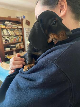 Dachshund (Miniature Smooth Haired) puppy for sale by JACKSHOPE