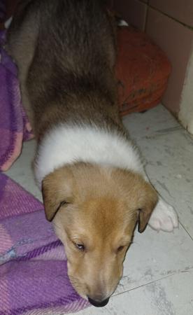 Collie (Smooth) for sale by RAAYBEAMSMOOTHS