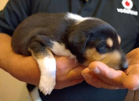 Collie (Smooth) for sale by RAAYBEAM