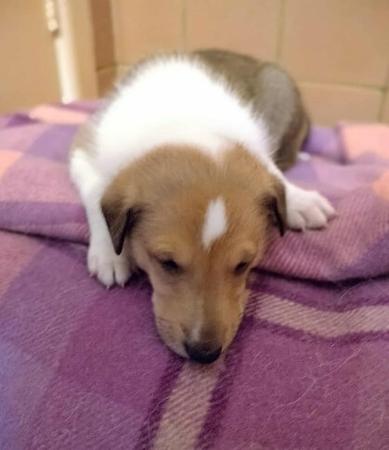 Collie (Smooth) for sale by RAAYBEAM