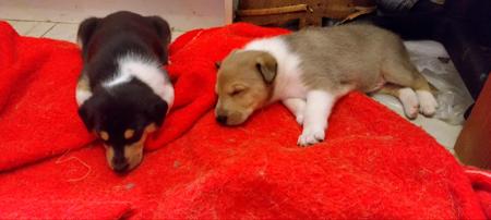 Collie (Smooth) for sale by RAAYBEAM