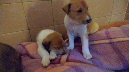 Collie (Smooth) for sale by RAAYBEAM