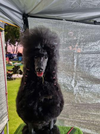 Poodle (Standard) for sale by CLARMORE
