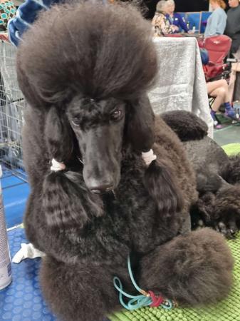 Poodle (Standard) for sale by CLARMORE