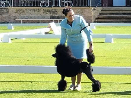 Poodle (Standard) for sale by CLARMORE