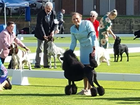 Poodle (Standard) for sale by CLARMORE