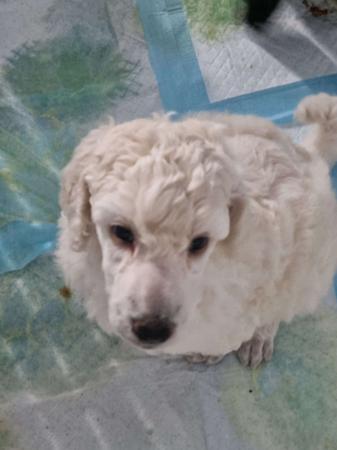 Poodle (Standard) puppy for sale by CLARMORE