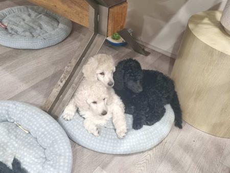 Poodle (Standard) puppy for sale by CLARMORE