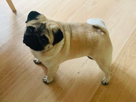 Kryptonic Kunoichi Pug