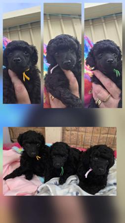 Poodle (Toy) puppy for sale by CHEPEREZ