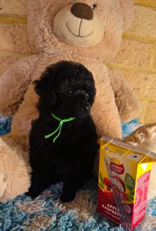 Poodle (Toy) puppy for sale by CHEPEREZ