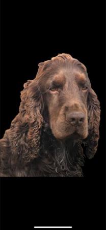 Cocker Spaniel for sale by LUVBY