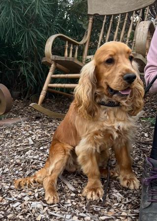 Cocker Spaniel for sale by LUVBY