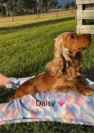 Cocker Spaniel for sale by LUVBY