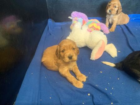 Cocker Spaniel for sale by LUVBY