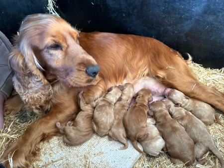 Cocker Spaniel for sale by LUVBY