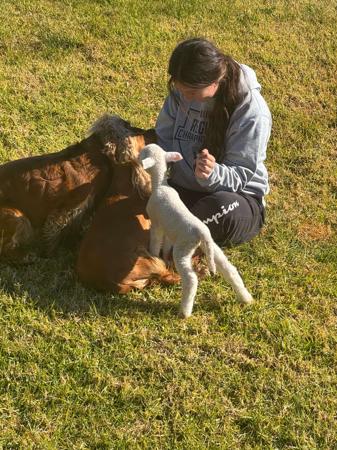 Cocker Spaniel for sale by LUVBY