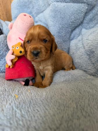 Cocker Spaniel for sale by LUVBY