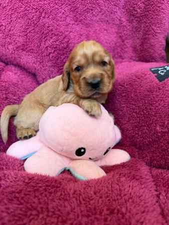 Cocker Spaniel for sale by LUVBY