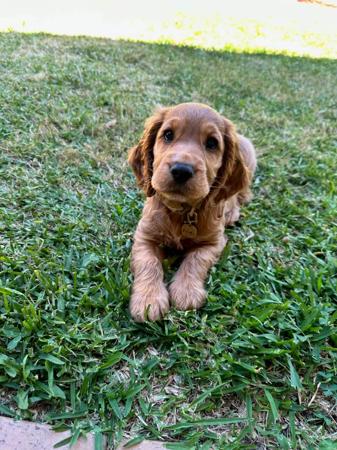 Cocker Spaniel for sale by LUVBY