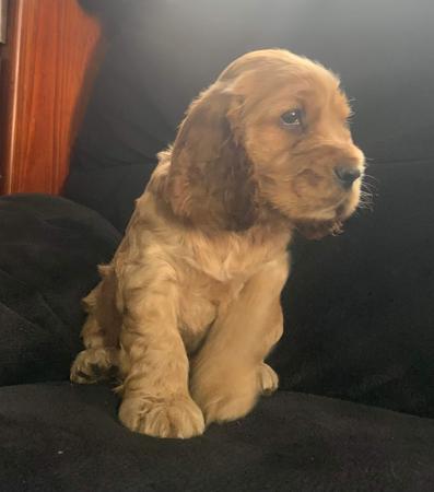 Cocker Spaniel for sale by LUVBY