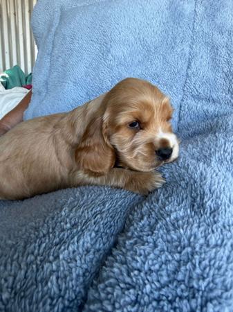 Cocker Spaniel for sale by LUVBY