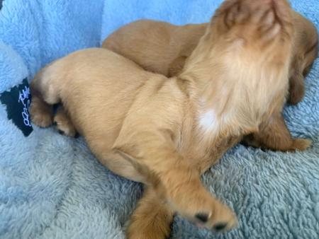 Cocker Spaniel for sale by LUVBY