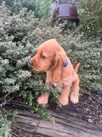 Cocker Spaniel puppy for sale by LUVBY