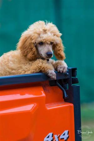 Poodle (Miniature) puppy for sale by PUDELICIOUS
