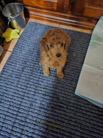 Poodle (Miniature) puppy for sale by PUDELICIOUS