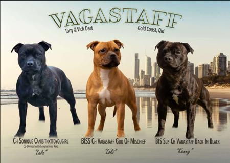 Staffordshire Bull Terrier for sale by VAGASTAFF