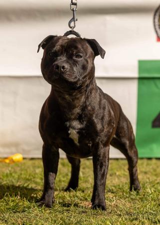 Staffordshire Bull Terrier for sale by VAGASTAFF