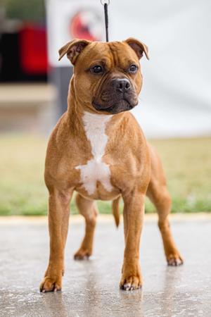 Staffordshire Bull Terrier for sale by VAGASTAFF