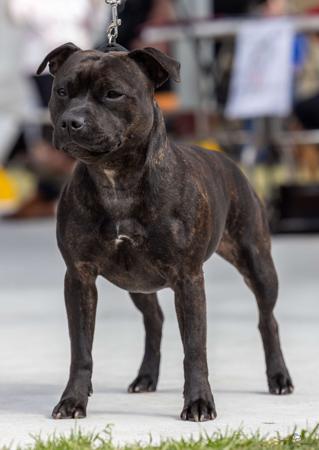 Staffordshire Bull Terrier for sale by VAGASTAFF