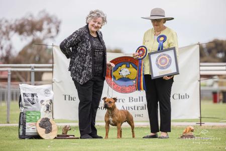 Staffordshire Bull Terrier for sale by VAGASTAFF