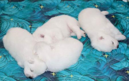 Japanese Spitz puppy for sale by KATEPINKER