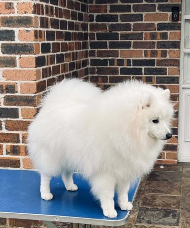 Japanese Spitz puppy for sale by KATEPINKER