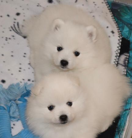 Japanese Spitz puppy for sale by KATEPINKER