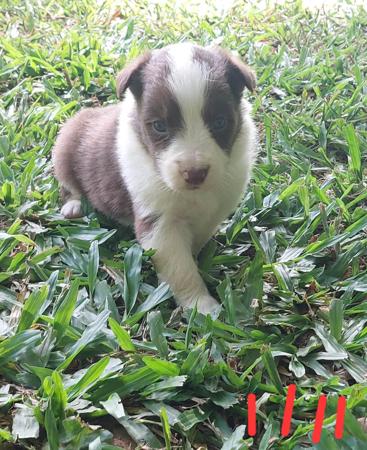 Border Collie puppy for sale by JAWDENASH