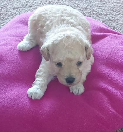 Poodle (Toy) puppy for sale by JAWDENASH
