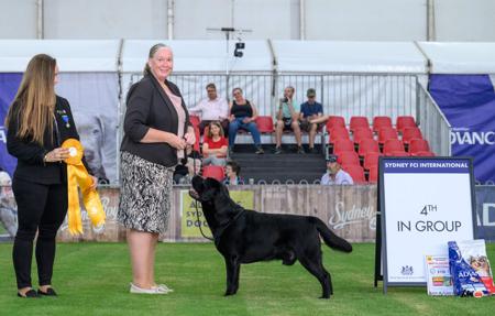 RUBIS Aust Ch Mavstor Carpe Diem (AI) N.SPRD Labrador Retriever