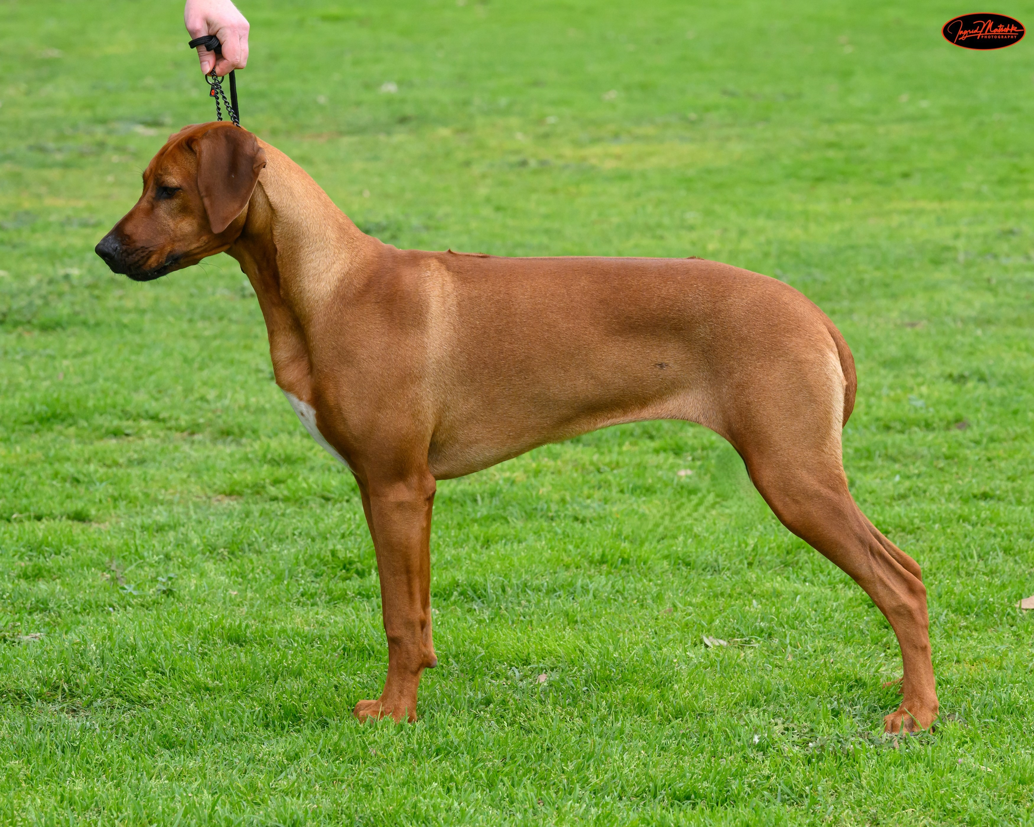 Shakuru Rhodesian Ridgebacks Shakuru Bling It On Rhodesian Ridgeback - Owned by Rebecca Lamb